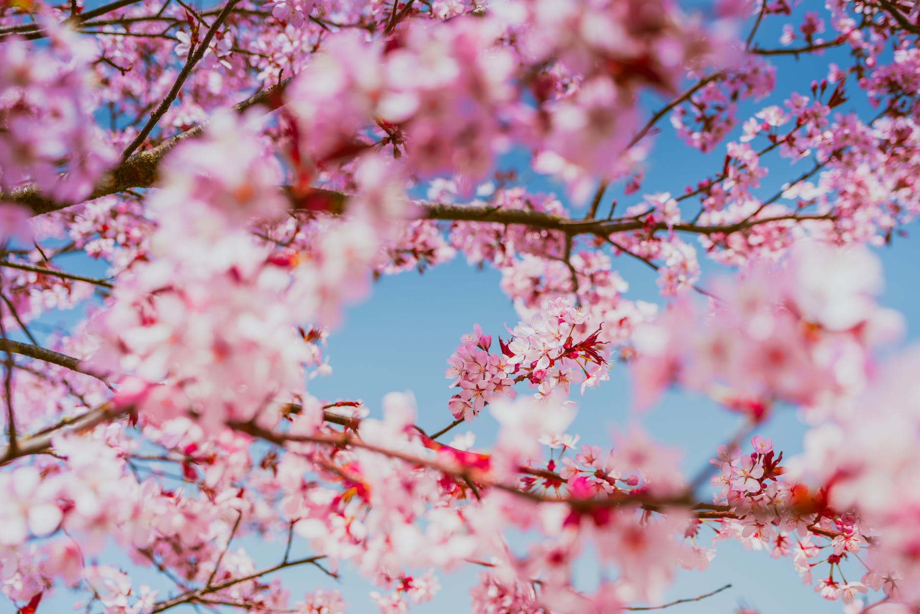 明神原なごみ広場の菜の花と桜