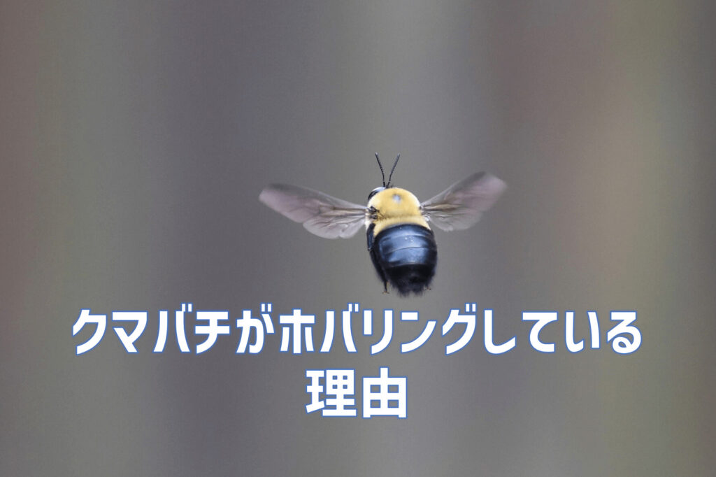 クマバチがホバリングしている理由｜その行動にちょっとホッコリ