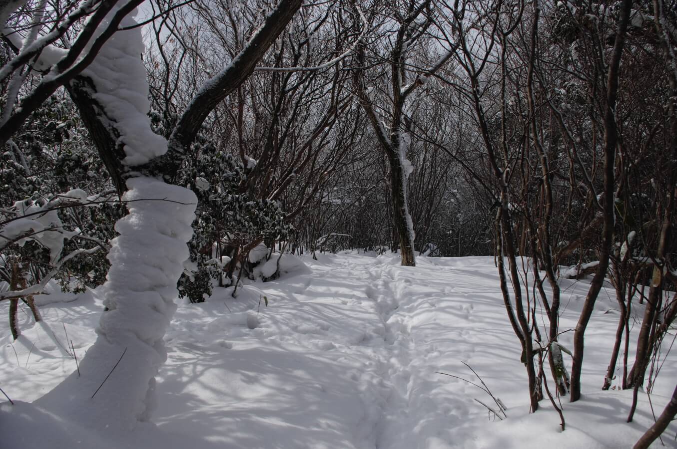 雪の大峯山登山道