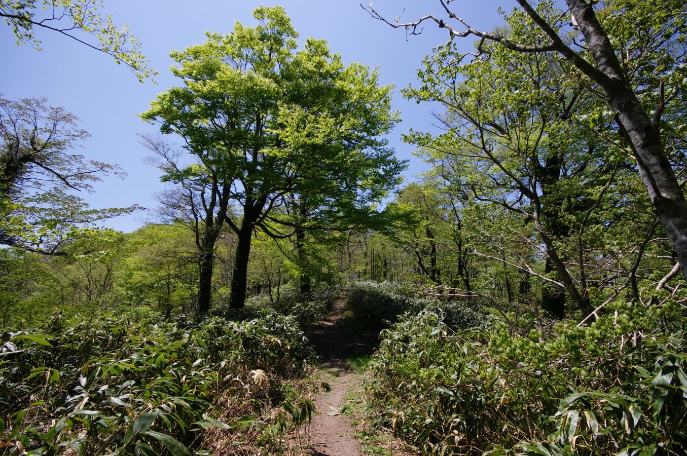 新緑の安蔵寺山登山道