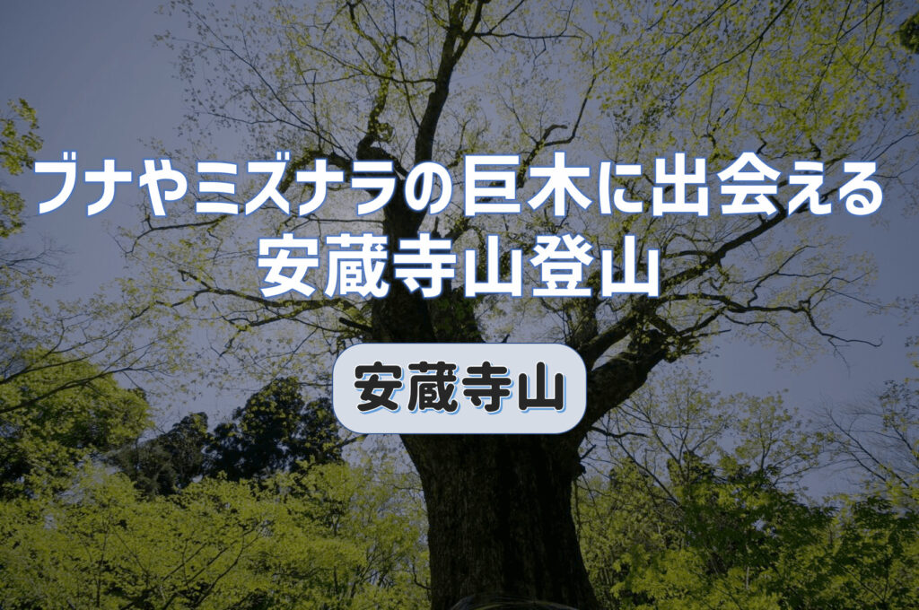 ブナやミズナラの巨木に出会える山｜尾根歩きで伝説の残る安蔵寺山登山