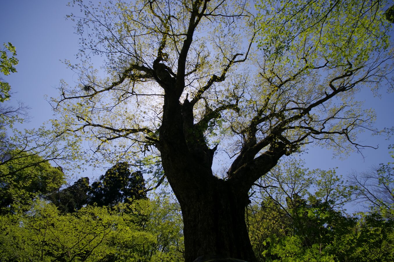 安蔵寺山のミズナラ巨木