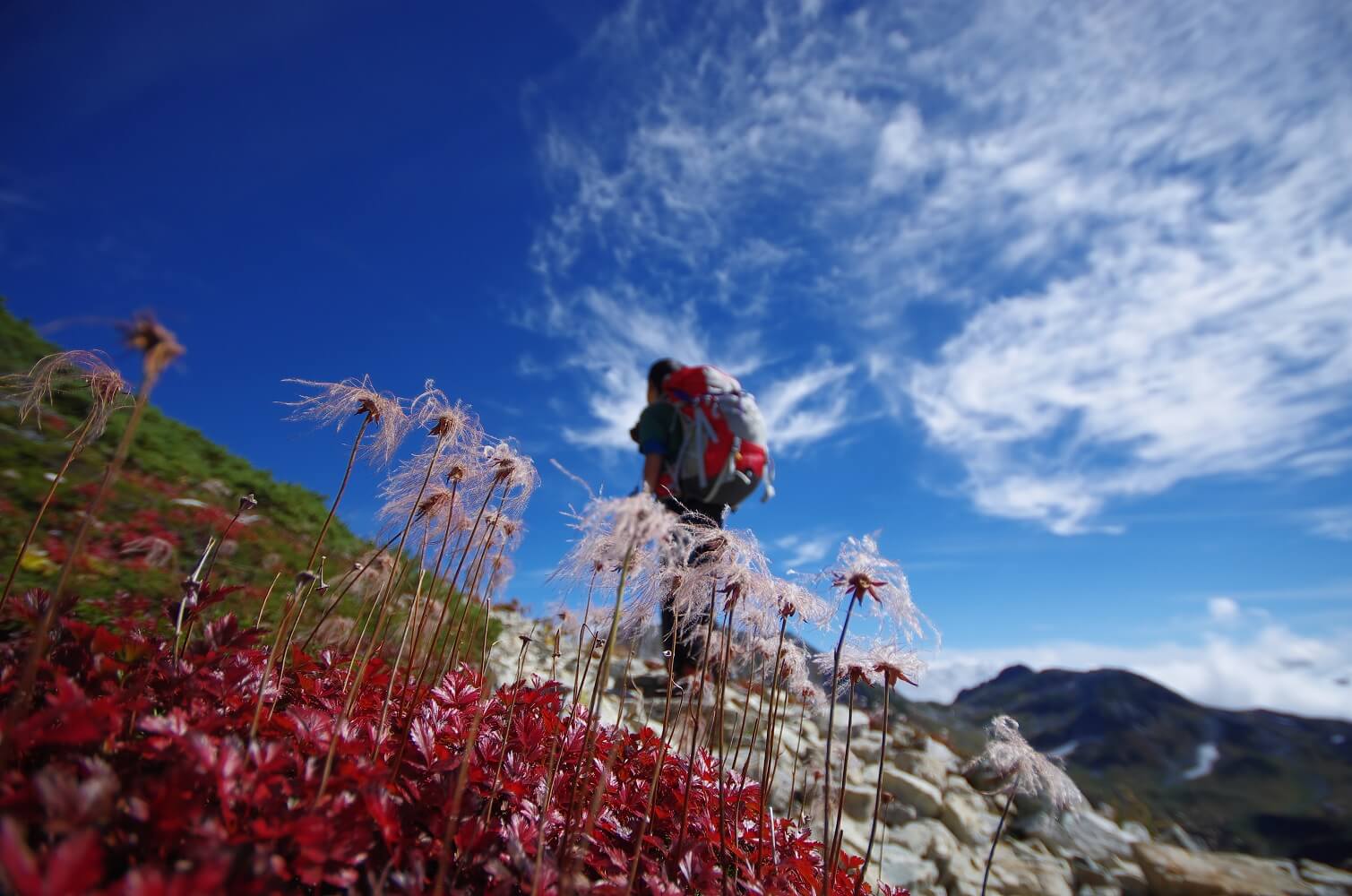 立山紅葉