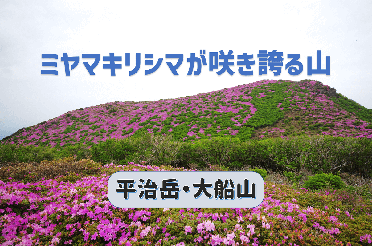 ミヤマキリシマが咲き誇る平治岳と大船山へ登る