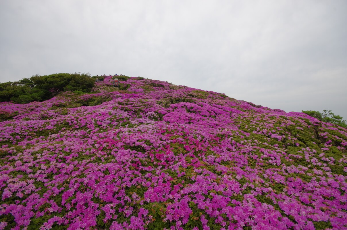 ミヤマキリシマが咲く平治岳の山肌