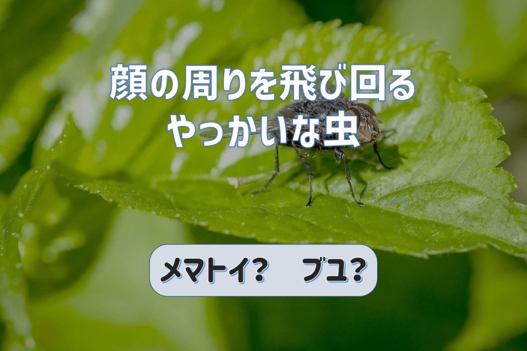 顔の周りを飛び回るやっかいな虫｜メマトイ？ブユ？その対策は？