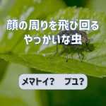 顔の周りを飛び回るやっかいな虫｜メマトイ？ブユ？その対策は？