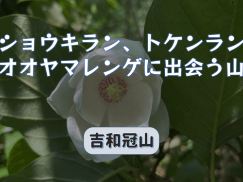 ショウキラン、トケンラン、オオヤマレンゲに出会える山に登る｜吉和冠山