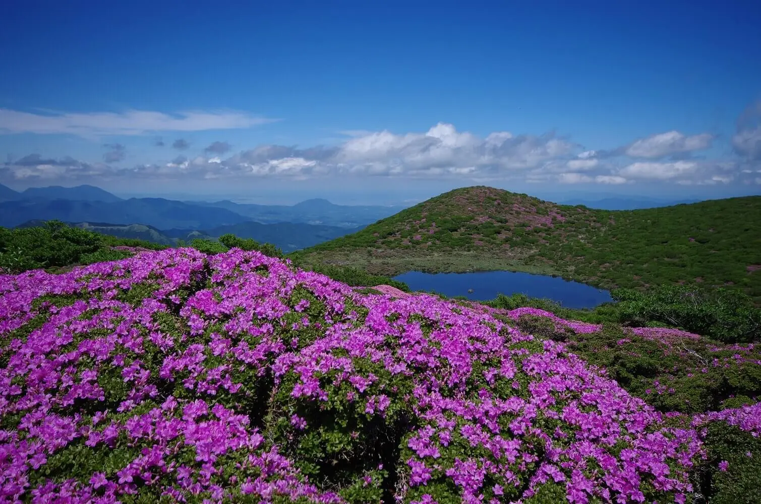 ミヤマキリシマ