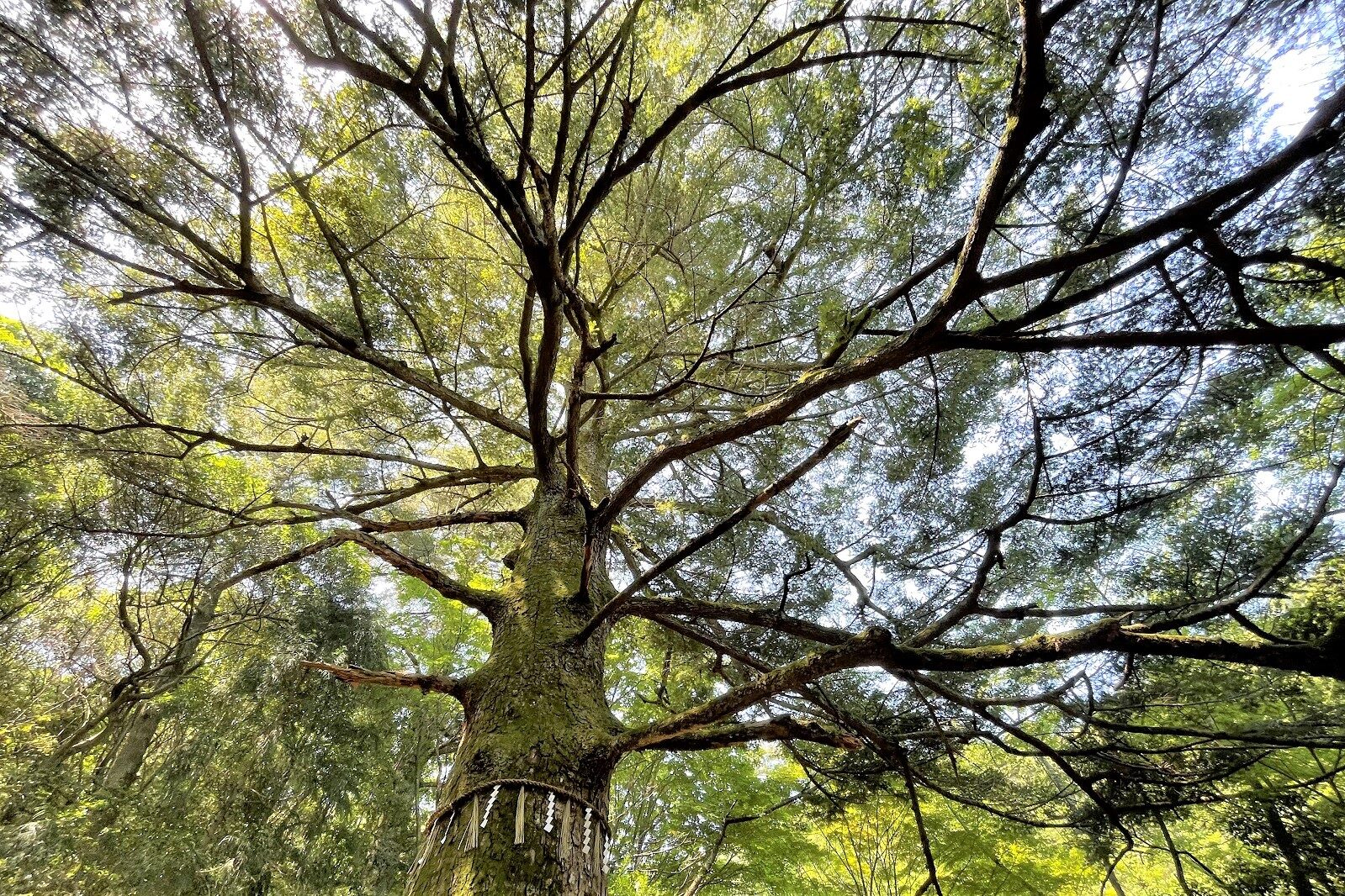 宮島で最も美しい木